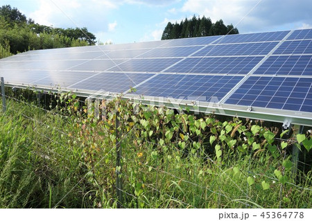 太陽光発電所の雑草 太陽光発電所の雑草 45364778