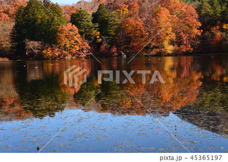観音沼森林公園へ行きました #28 観音沼森林公園へ行きました #28 45365197