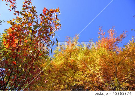 落ち葉 落葉 おちば 45365374