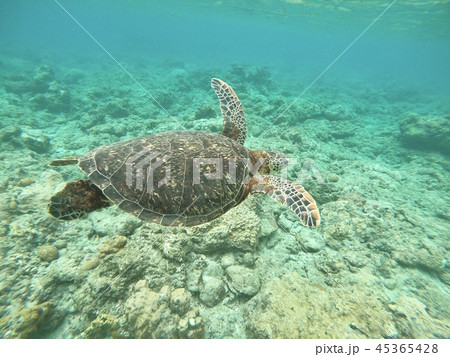 優雅に泳ぐウミガメ 45365428