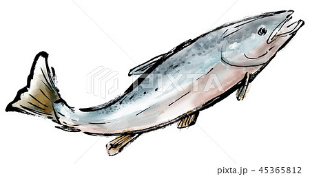 筆描き 鮭 筆描き 鮭 45365812