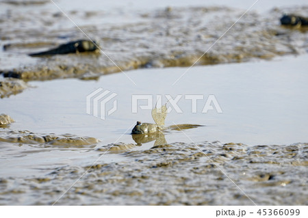 干潟に住むツゴロウ、 日本の九州有明海、 45366099