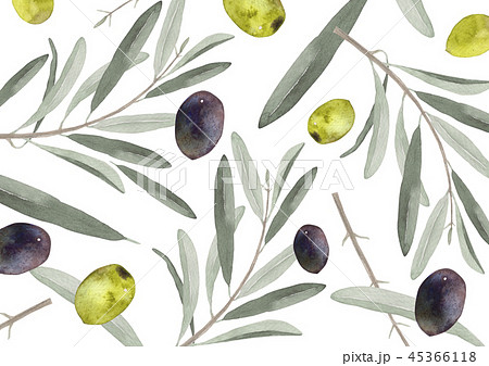 オリーブの葉と果実 背景 テキスタイル 水彩 イラストのイラスト素材