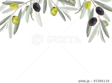 オリーブの葉と果実 背景 フレーム 水彩 イラストのイラスト素材