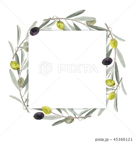 オリーブの葉と果実 フレーム 水彩 イラストのイラスト素材 45366121 Pixta
