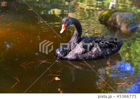 台湾 鳥 羽根 45366775