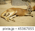 くつろいでいるカンガルー 45367055