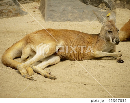 くつろいでいるカンガルー 45367055