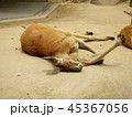 くつろいでいるカンガルー 45367056