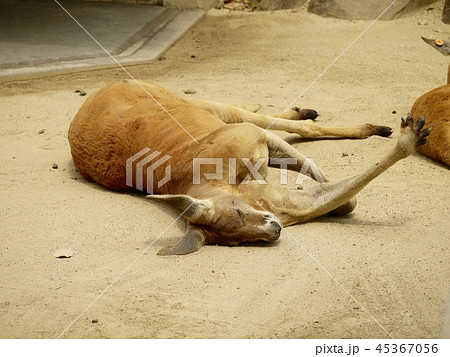 くつろいでいるカンガルー 45367056