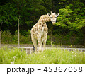 正面から見たキリン 45367058
