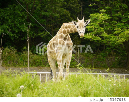 正面から見たキリン 正面から見たキリン 45367058