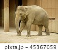 ゾウ 45367059
