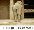 ゾウのおしり 45367061