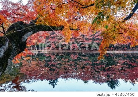 紅葉と湖面 45367450