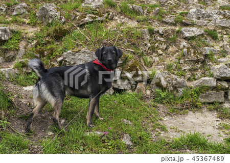 A black little dog is standing on the green grass . A black little dog is standing on the green grass . 45367489