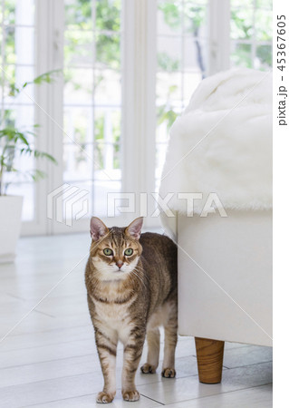 見つめる猫 45367605