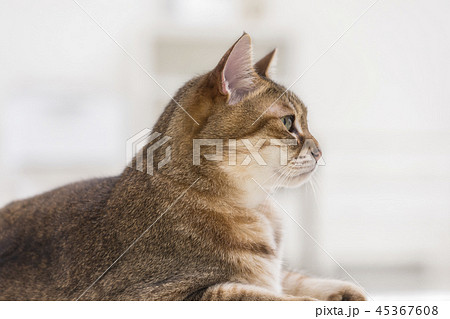 遠くを見つめる猫の横顔の写真素材