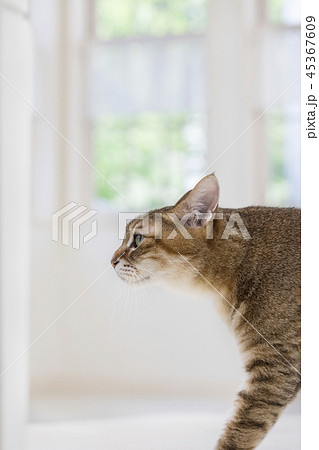 歩く猫の横顔の写真素材 45367609 Pixta
