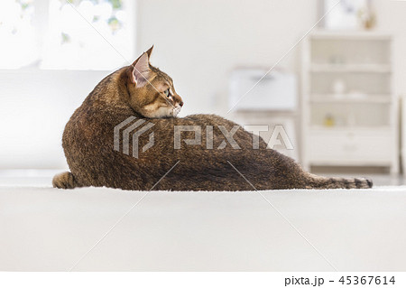 カーペットに横たわり振り向く猫の後ろ姿の写真素材