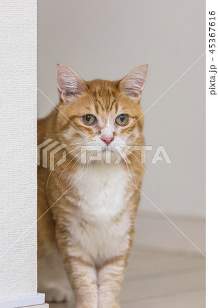 壁際で見つめる猫 45367616