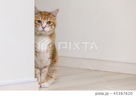 壁際で見つめる猫 壁際で見つめる猫 45367620