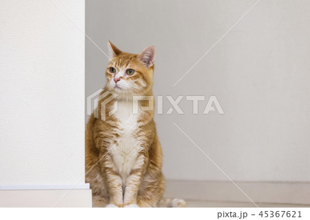 壁際で見つめる猫 壁際で見つめる猫 45367621