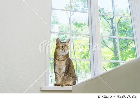 窓辺に座わって見つめる猫 45367635