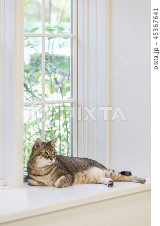 窓辺で寝そべる猫 窓辺で寝そべる猫 45367641