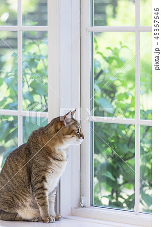 窓の外を見つめる猫 45367646