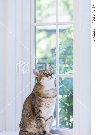 窓辺に座って見上げる猫の写真素材 [45367647] - PIXTA