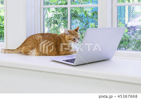 窓辺でノートパソコンを見つめる猫 45367668