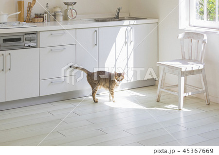 キッチンでしっぽを上げる猫 45367669
