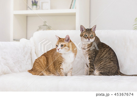 ソファで寛ぐ２匹の猫 45367674