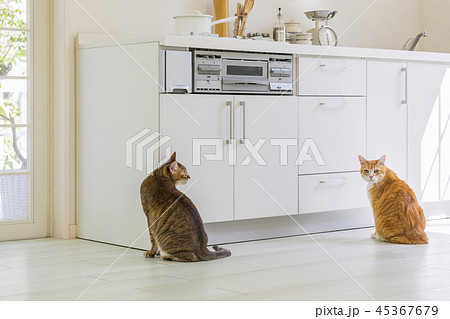 キッチンの側に座る２匹の猫の写真素材