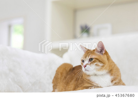 ソファで寛ぐ猫 ソファで寛ぐ猫 45367680