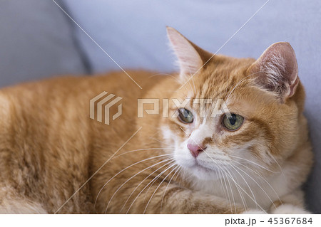 じっと見つめる猫 45367684