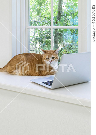 窓辺で振り向く猫 窓辺で振り向く猫 45367685