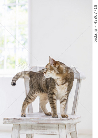 椅子の上に立つ猫の写真素材