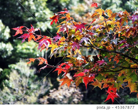 南山 山林 アルプ 45367877