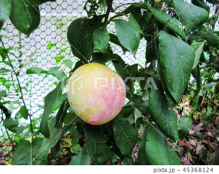 花 フラワー お花 45368124