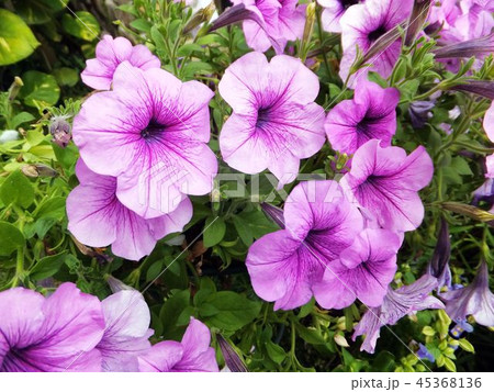 花 フラワー お花 45368136