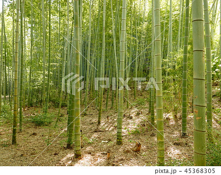 牧野ヶ池緑地の「竹林」風景 45368305
