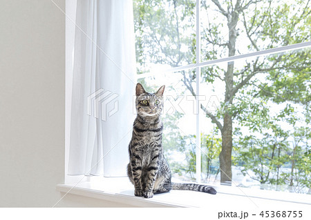 出窓にお座りした猫 出窓にお座りした猫 45368755