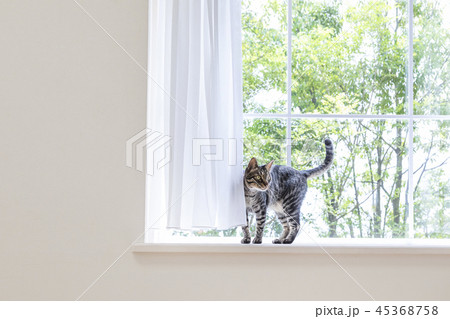 出窓でしっぽを上げる猫 45368758