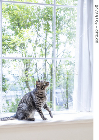 出窓で座り見上げる猫 45368760