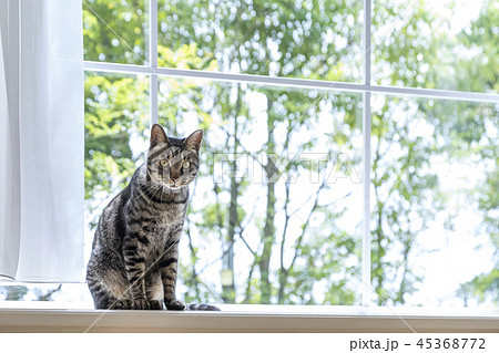出窓に座って見つめる猫 45368772