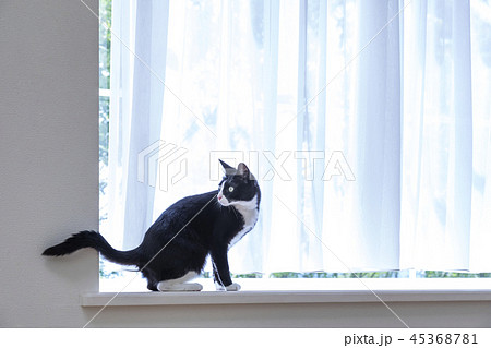 出窓に座り振り返る猫 45368781