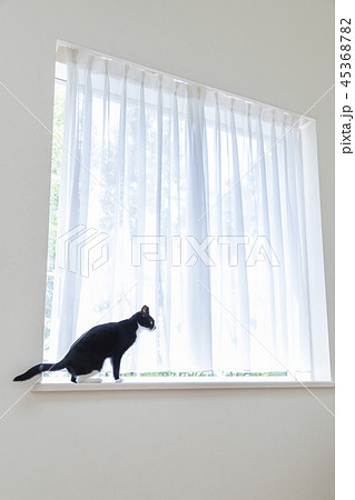 出窓に座る猫 45368782