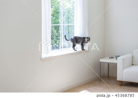 出窓に乗って振り向く猫 45368785